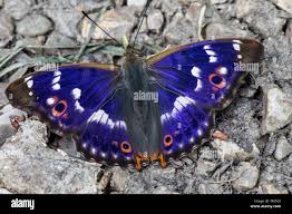 Attēlu rezultāti vaicājumam “Apatura ilia”