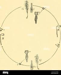 Attēlu rezultāti vaicājumam “Sciuro-hypnum curtum sporophyte”
