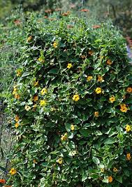 Image result for schwarzäugige Susanne