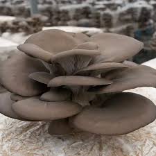 Attēlu rezultāti vaicājumam “Pleurotus ostreatus”