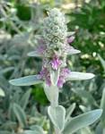 File:<b>Stachys</b> byzantina