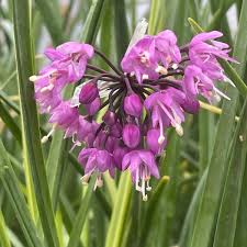 Attēlu rezultāti vaicājumam “Allium holandicum leaf”