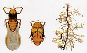 Attēlu rezultāti vaicājumam “Chaetopteryx villosa”