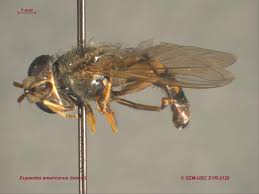 Attēlu rezultāti vaicājumam “Eupeodes nielseni”