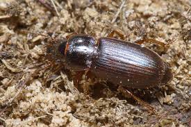 Attēlu rezultāti vaicājumam “Harpalus sp.”