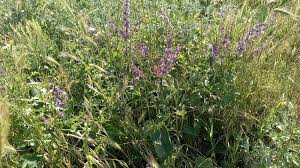 Attēlu rezultāti vaicājumam “Salvia verticillata leaf”