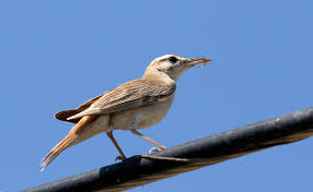 Image result for Cercotrichas galactotes