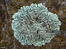 Attēlu rezultāti vaicājumam “Lecanora muralis”