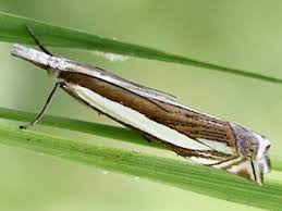 Attēlu rezultāti vaicājumam “Crambus silvella”