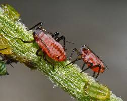 Attēlu rezultāti vaicājumam “Macrosiphoniella millefolii”