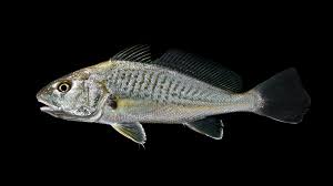 Image result for Micropogonias undulatus