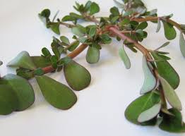 Attēlu rezultāti vaicājumam “Portulaca oleracea”