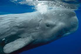 Image result for Physeter macrocephalus