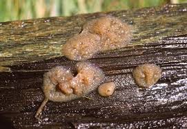 Attēlu rezultāti vaicājumam “Physarum melleum spores”