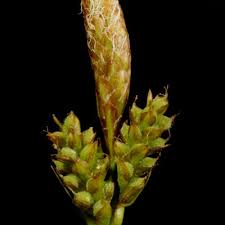 Attēlu rezultāti vaicājumam “Carex lepidocarpa leaf”