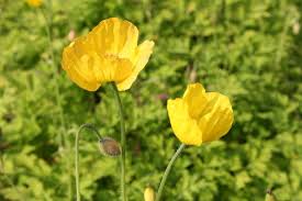 Image result for Scheinmohn