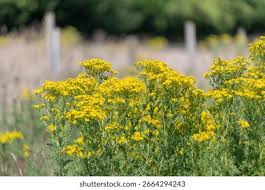 Attēlu rezultāti vaicājumam “Jacobaea vulgaris flower”
