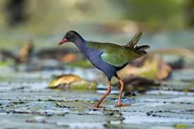 Image result for Porphyrio alleni