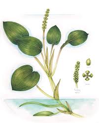 Attēlu rezultāti vaicājumam “Potamogeton natans”