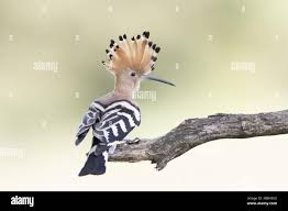 Attēlu rezultāti vaicājumam “Upupa epops”