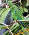 What Happens To Birds When Hurricanes Hit? | Blog | eNature