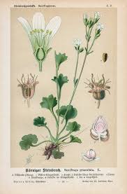 Attēlu rezultāti vaicājumam “Saxifraga granulata”