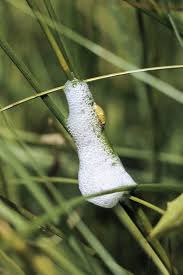 Attēlu rezultāti vaicājumam “Philaenus spumarius”