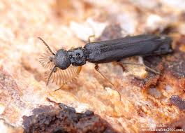 Attēlu rezultāti vaicājumam “Hylecoetus dermestoides”