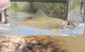 Image result for Moxostoma erythrurum