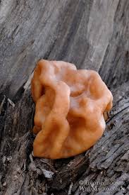 Attēlu rezultāti vaicājumam “Gyromitra”