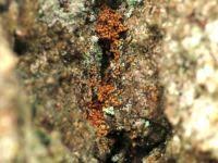 Attēlu rezultāti vaicājumam “Argyresthiidae”