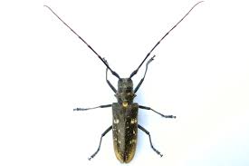 Attēlu rezultāti vaicājumam “Monochamus urussovi”