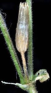 Attēlu rezultāti vaicājumam “Cerastium holosteoides fruit”