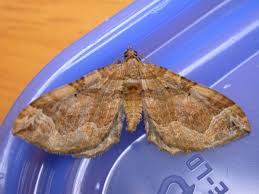 Attēlu rezultāti vaicājumam “Pelurga comitata”