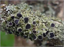 Attēlu rezultāti vaicājumam “Physcia tenella”