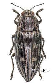 Attēlu rezultāti vaicājumam “Chalcophora mariana”