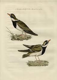 Attēlu rezultāti vaicājumam “Charadrius hiaticula”