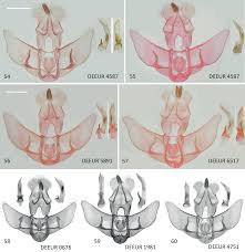 Attēlu rezultāti vaicājumam “Agonopterix hypericella imago”