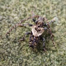 Attēlu rezultāti vaicājumam “Pogonocherus hispidulus”