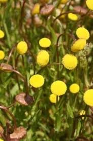 Attēlu rezultāti vaicājumam “Callitriche verna flower”