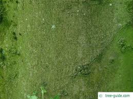 Attēlu rezultāti vaicājumam “Fagus sylvatica fo. laciniata”