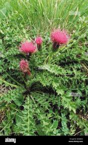Attēlu rezultāti vaicājumam “Cirsium acaule flower”