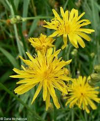 Attēlu rezultāti vaicājumam “Crepis biennis leaf”