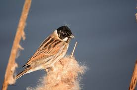 Attēlu rezultāti vaicājumam “Emberiza schoeniclus male”