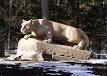 Pennsylvania State University