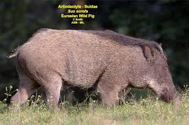 Attēlu rezultāti vaicājumam “Sus scrofa”