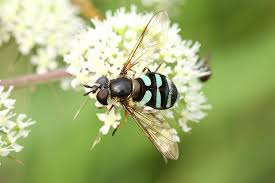 Attēlu rezultāti vaicājumam “Didea alneti”