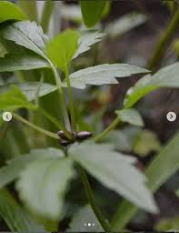 Attēlu rezultāti vaicājumam “Cardamine bulbifera leaf”