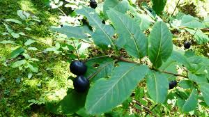 Attēlu rezultāti vaicājumam “Lonicera ferdinandii fruit”