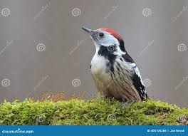 Attēlu rezultāti vaicājumam “Dendrocopos medius”